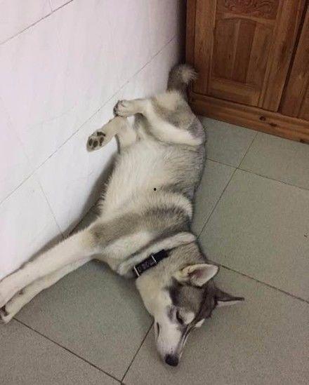 哈士奇海绵爆料视频播放,萌宠搞笑瞬间大盘点 第3张 哈士奇海绵爆料视频播放,萌宠搞笑瞬间大盘点 第3张